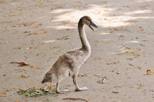 swan young animal bird