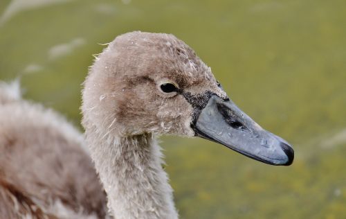 swan young animal bird