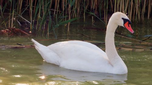 swan bird water