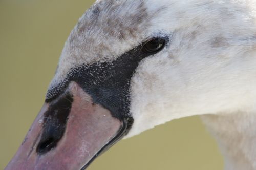 swan river water bird