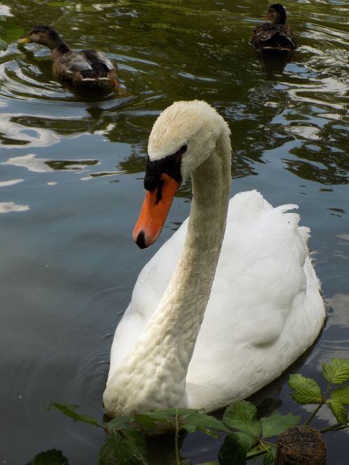 swan white water bird