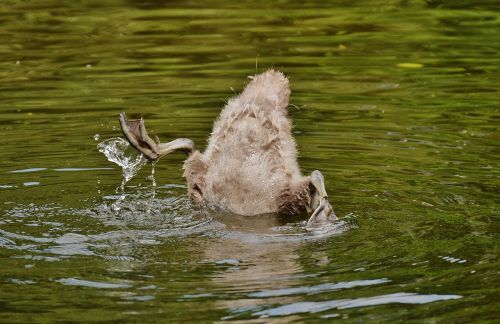 swan young animal diving