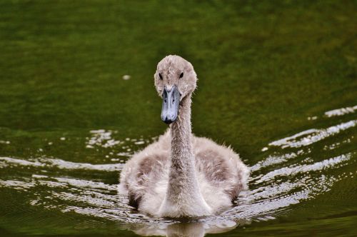 swan young animal bird
