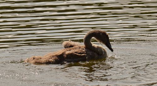 swan young animal bird