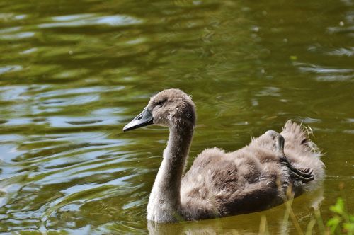 swan young animal bird