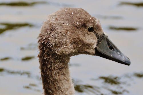 swan young animal bird