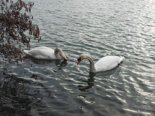 swan water swans
