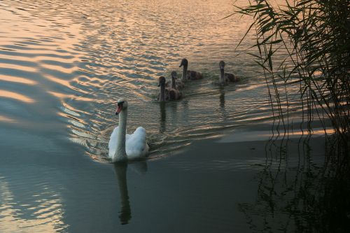 swan bird animal