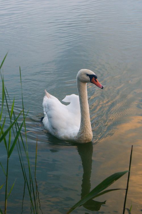 swan bird animal