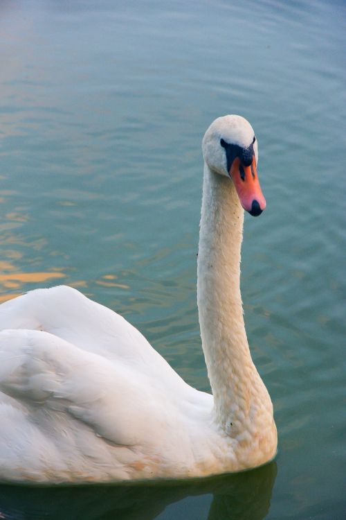 swan bird animal