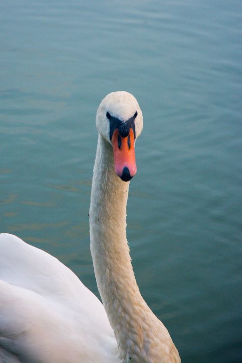 swan bird animal