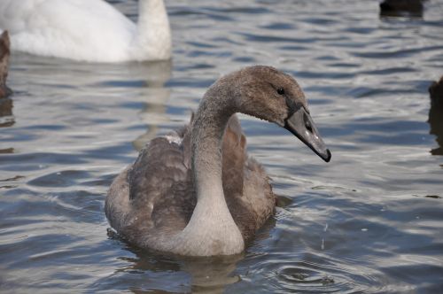 swan bird animal