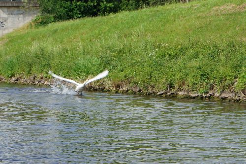 swan water flies