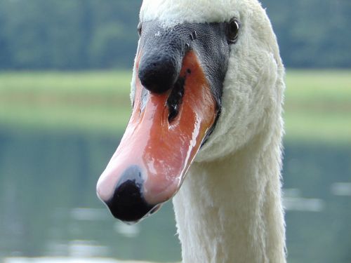 swan beak closeup