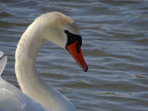 swan bird water