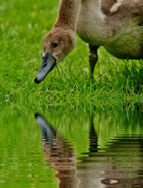 swan young animal water