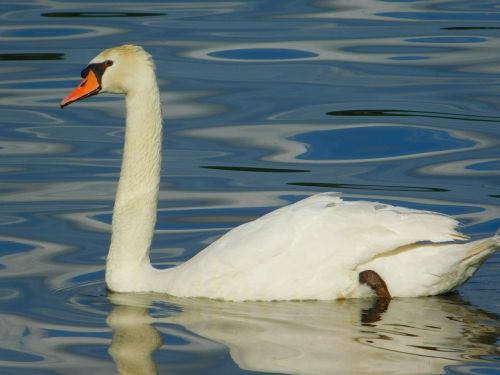 swan white bird