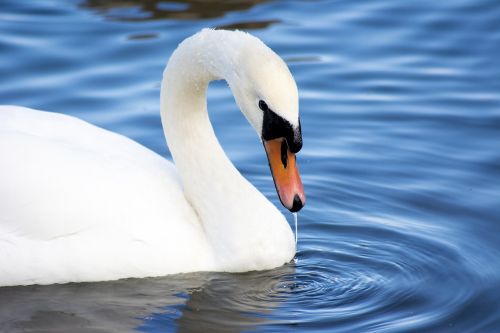 swan close up wildlife