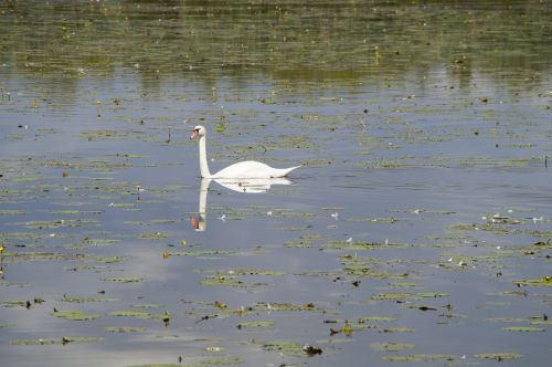 swan water bird beautiful