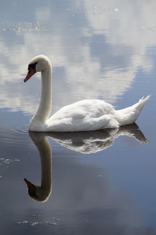 swan mute swan water bird