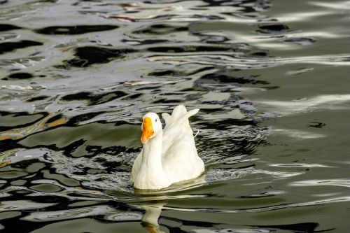 swan bird floating birds
