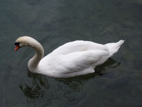 swan water lake