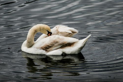 swan lake swimming