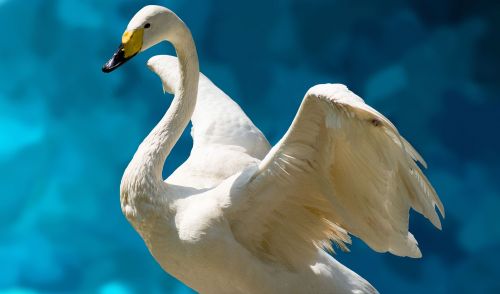 swan white fluegelschlag
