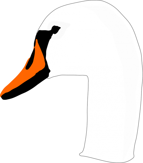 swan head bird