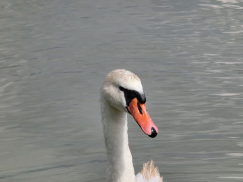 swan head animal