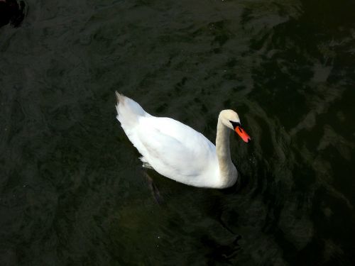 swan water animal