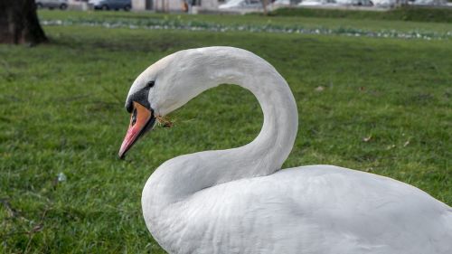 swan nature water bird