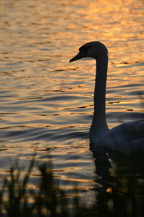 swan nature animal