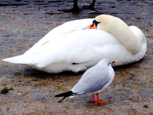 swan seagull bird