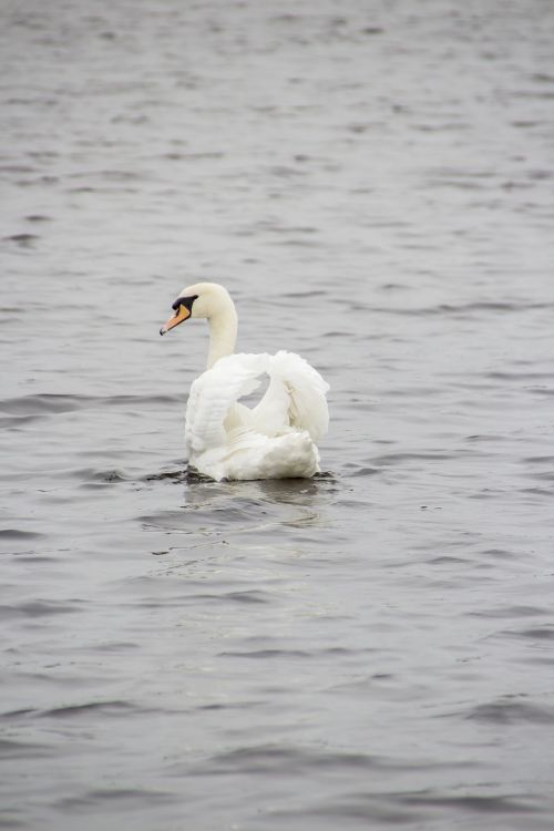 swan animal lake