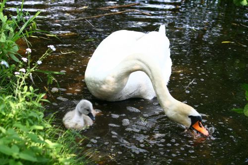 swan swan young lake