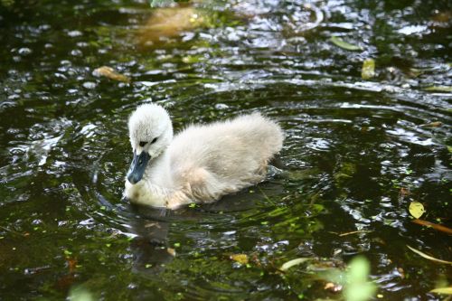 swan ugly duckling young