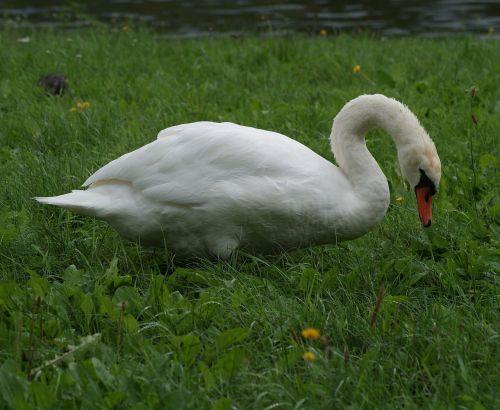 swan animal bird