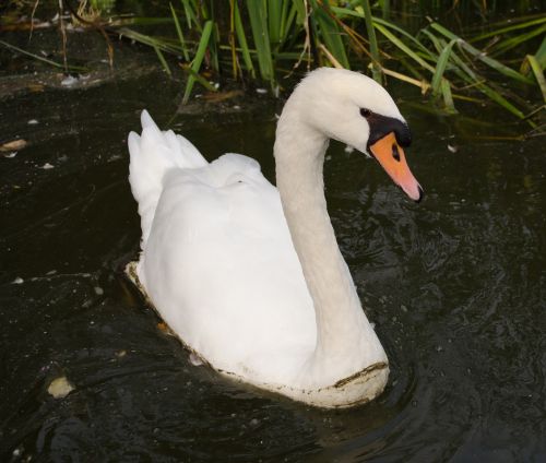 swan bird lake