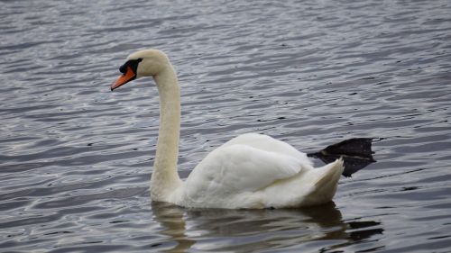 swan water swans