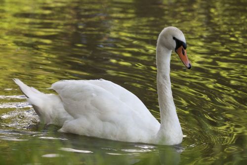 swan bird canal