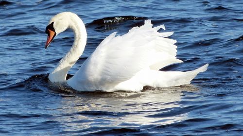 swan bird white bird
