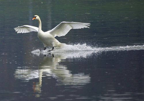 swan wisla nature