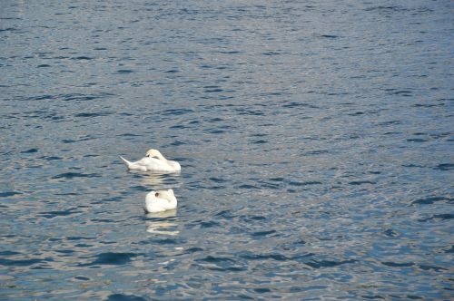 swan lake swimming