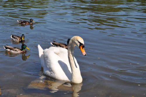 swan ducks water