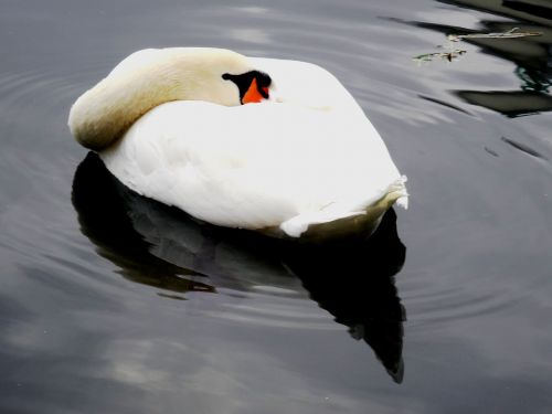 swan pond water