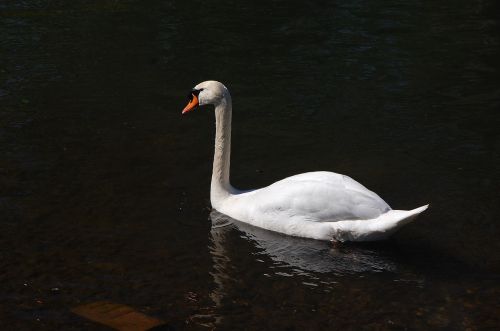 swan white water
