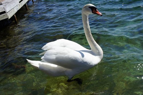 swan bird nature