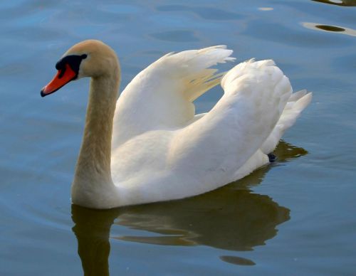 swan bird water bird