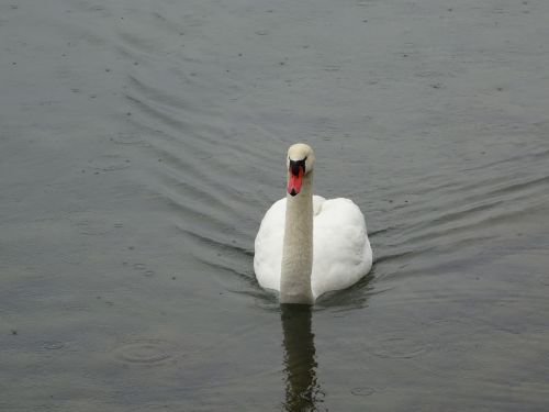 swan childfrendly bill